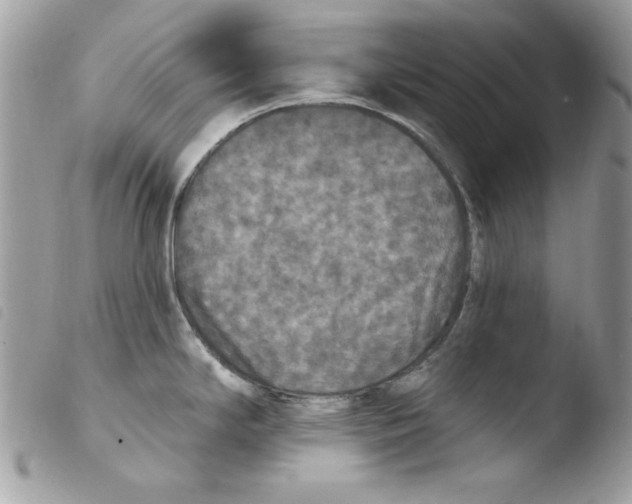 X0000103951294200810171829