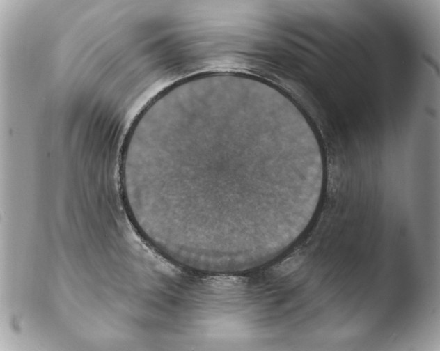 X0000103951331200810171829