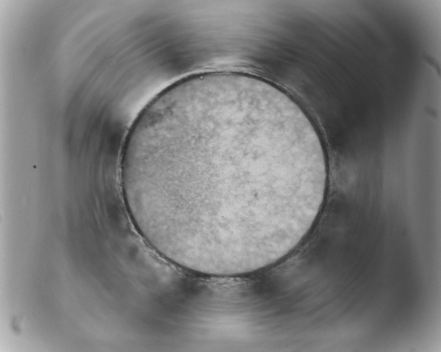 X0000103951336200810171829