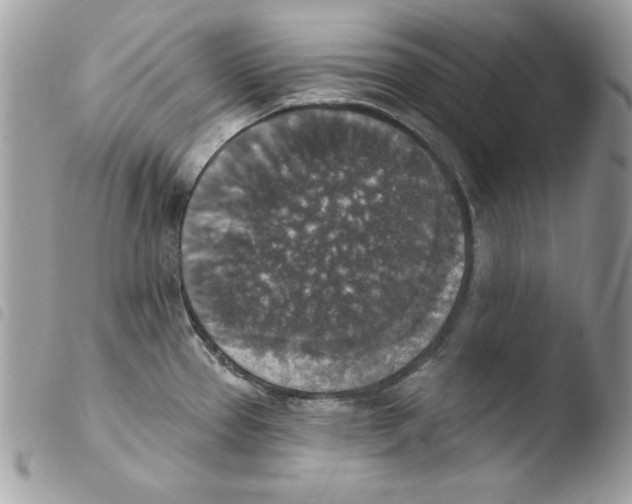 X0000103951337200810171829
