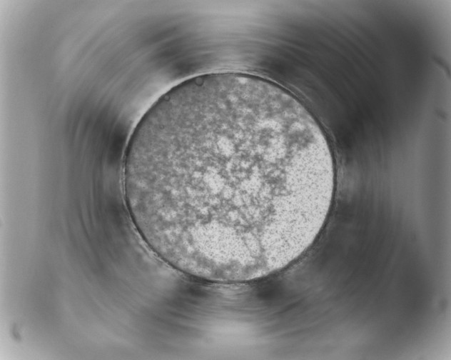 X0000103951340200810171829