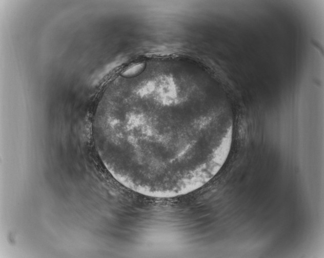 X0000103951350200810171828
