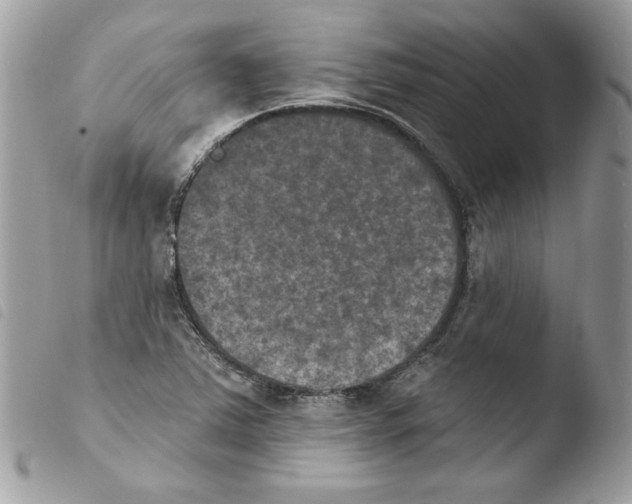 X0000103951363200810171828