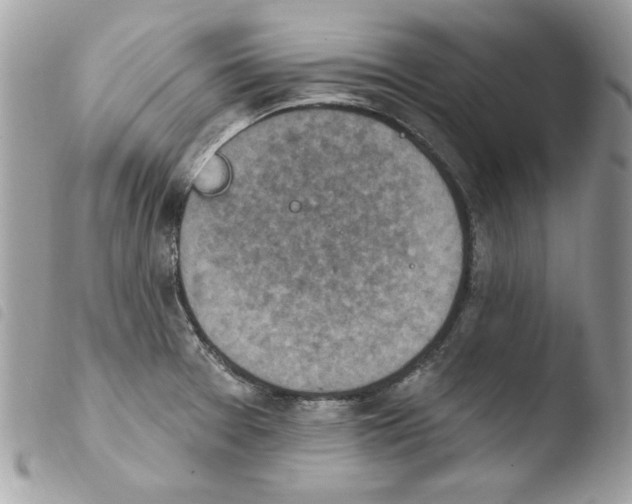 X0000103951377200810171828