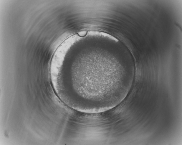 X0000103951386200810171828