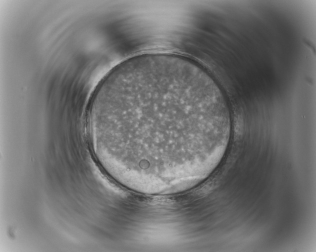 X0000103951466200810171827