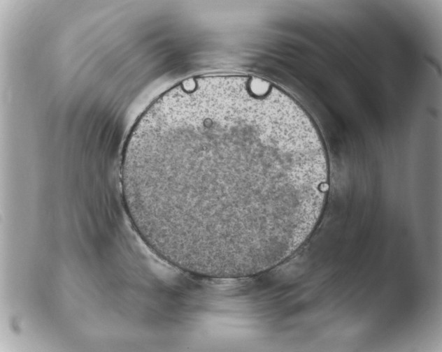 X0000103951485200810171826