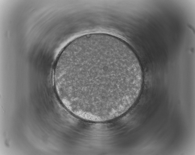 X0000103951510200810171826
