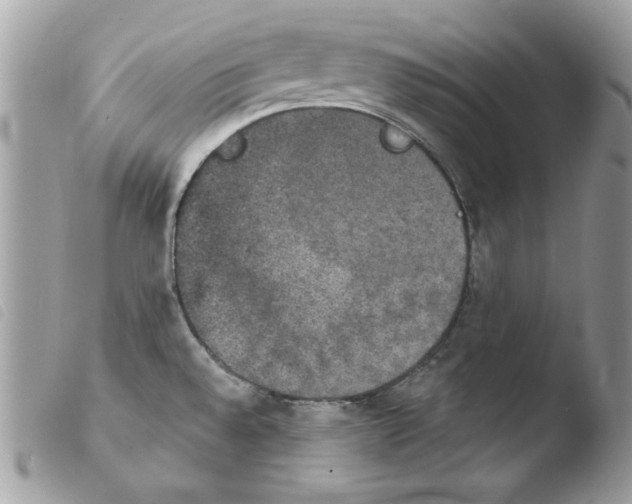 X0000103951528200810171826