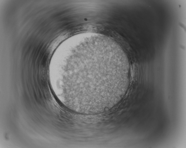 X0000103950003200810311601
