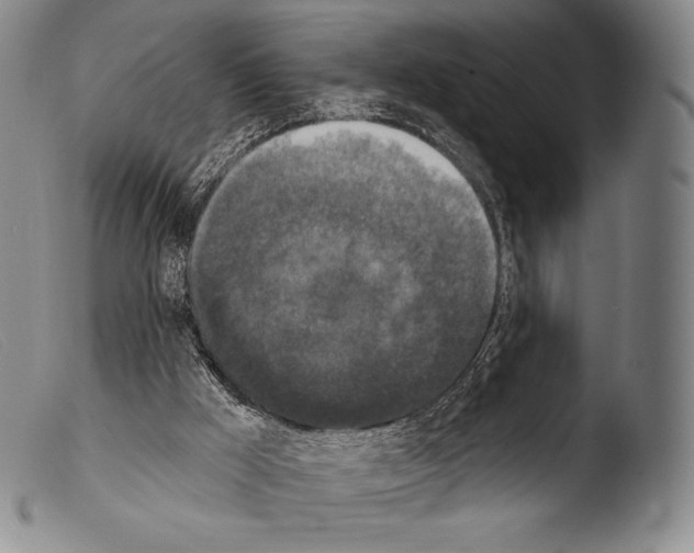 X0000103950009200810311601