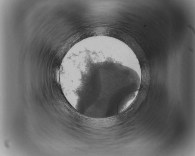 X0000103950046200810311600