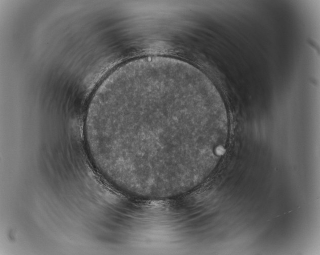 X0000103950060200810311559