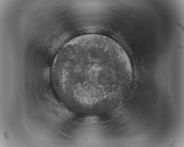 X0000103950066200810311559