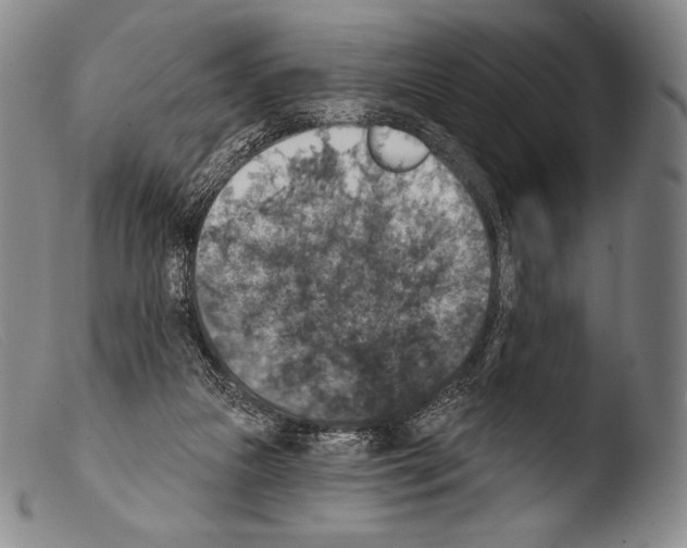 X0000103950161200810311558