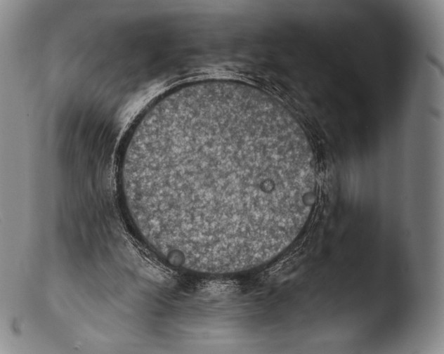 X0000103950248200810311556