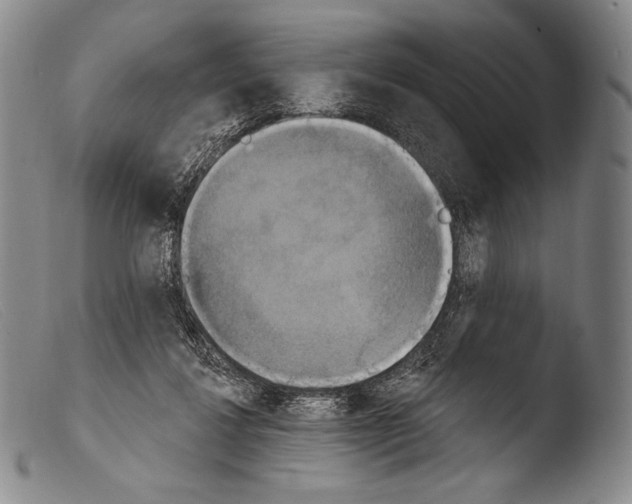X0000103950260200810311556