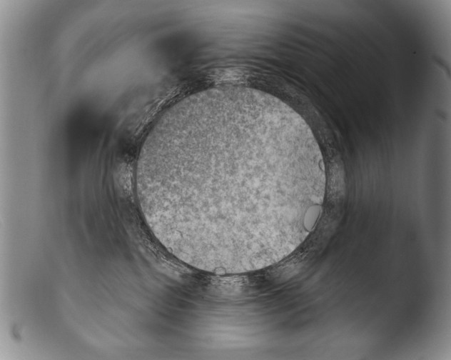 X0000103950282200810311557