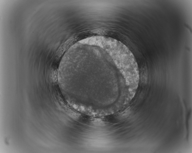 X0000103950285200810311557
