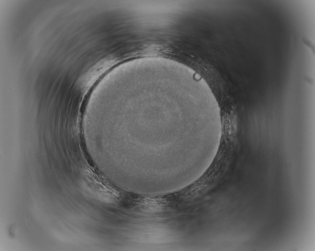 X0000103950292200810311556