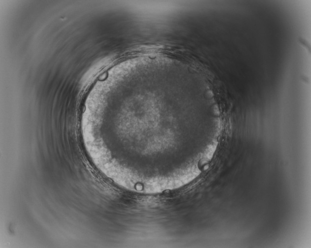 X0000103950293200810311556