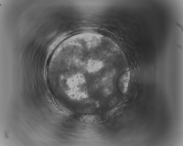 X0000103950294200810311556