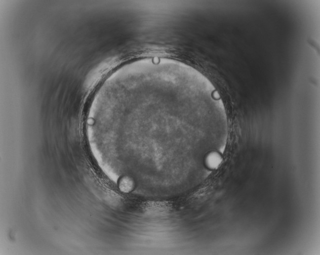 X0000103950296200810311556