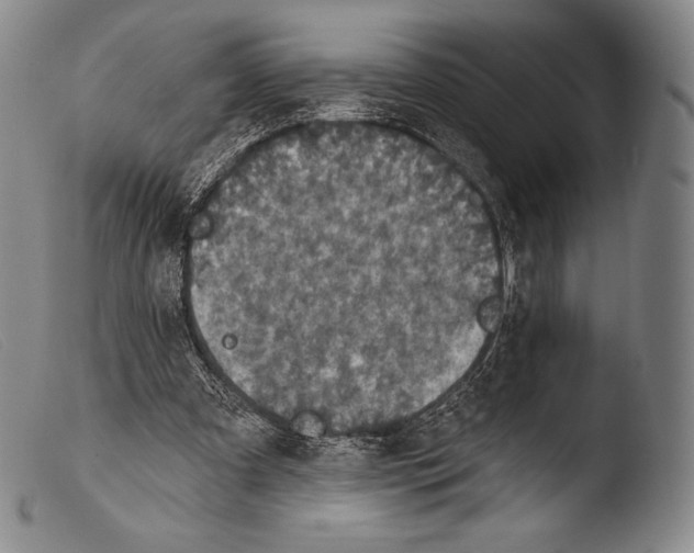 X0000103950297200810311556