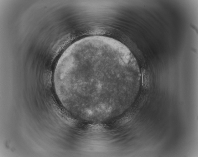 X0000103950300200810311556