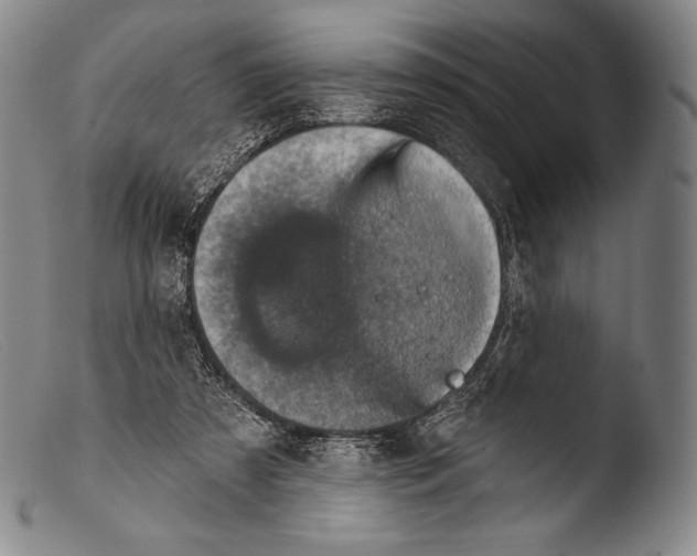 X0000103950305200810311556