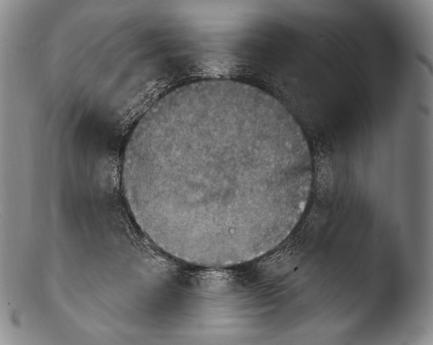 X0000103950313200810311556