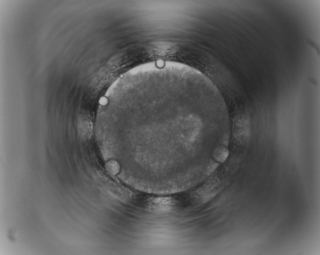 X0000103950324200810311556