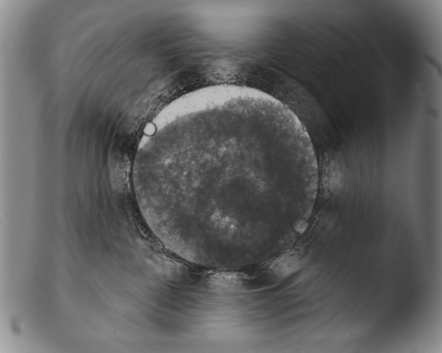 X0000103950332200810311555