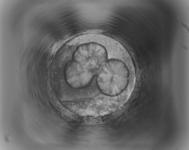 X0000103950337200810311554