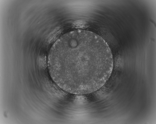 X0000103950376200810311555