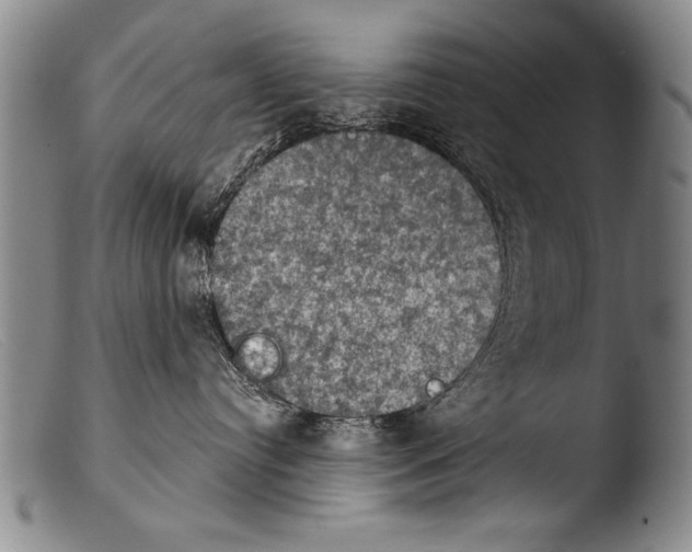 X0000103950384200810311555