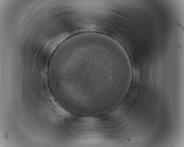 X0000103950389200810311554