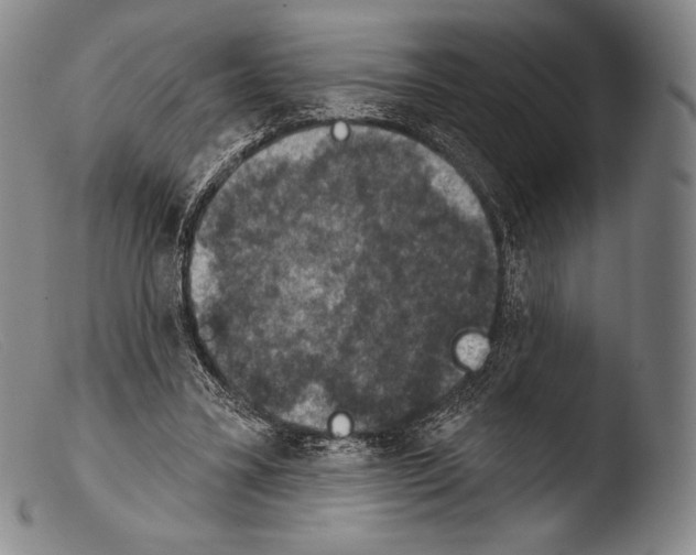 X0000103950395200810311554