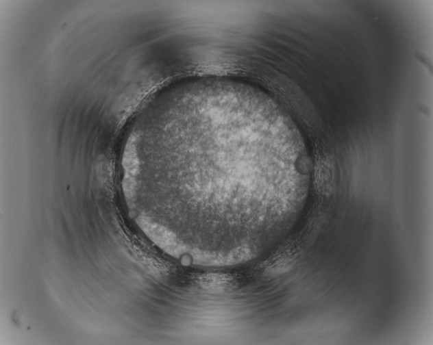 X0000103950444200810311553