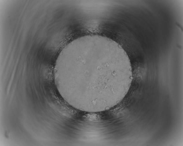 X0000103950464200810311553