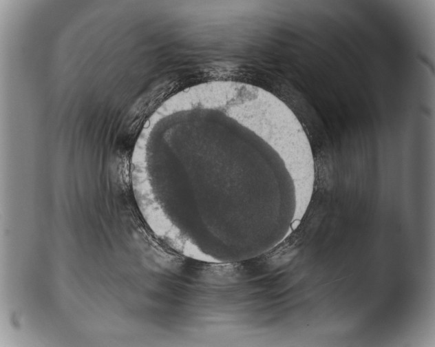 X0000103950479200810311554