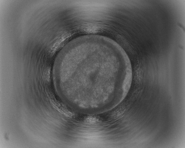 X0000103950596200810311551