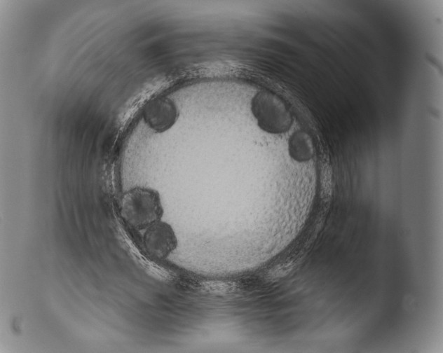X0000103950629200810311550
