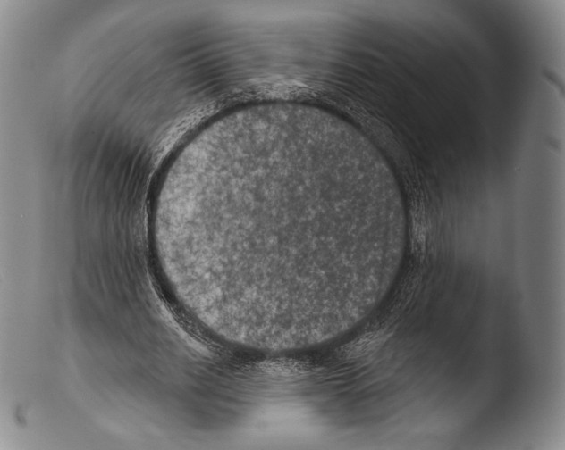 X0000103950630200810311550