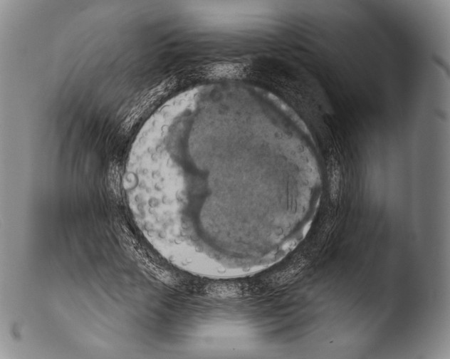 X0000103950729200810311548