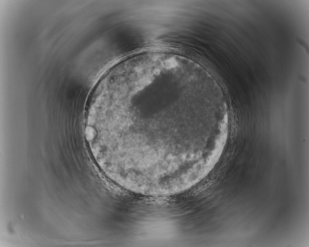 X0000103950853200810311547