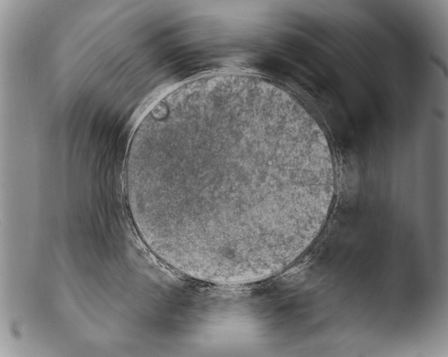 X0000103950860200810311547