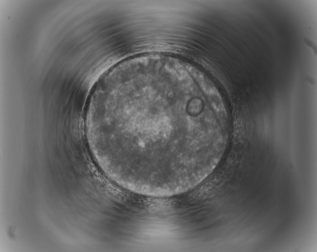 X0000103950928200810311545