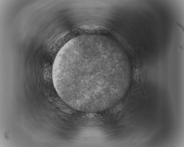 X0000103950966200810311545