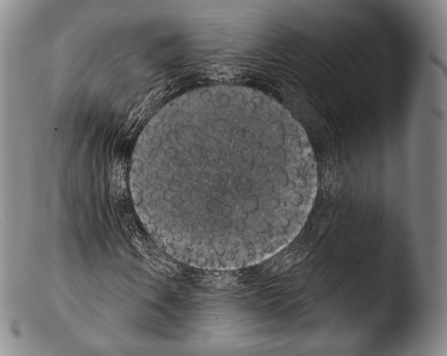 X0000103951106200810311542